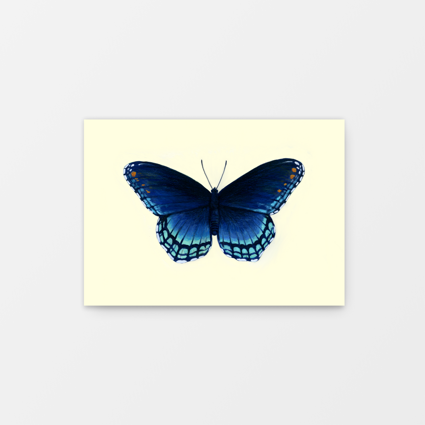 Red-Spotted Purple Butterfly Limenitis Arthemis Mini Art Print 7" x 5"