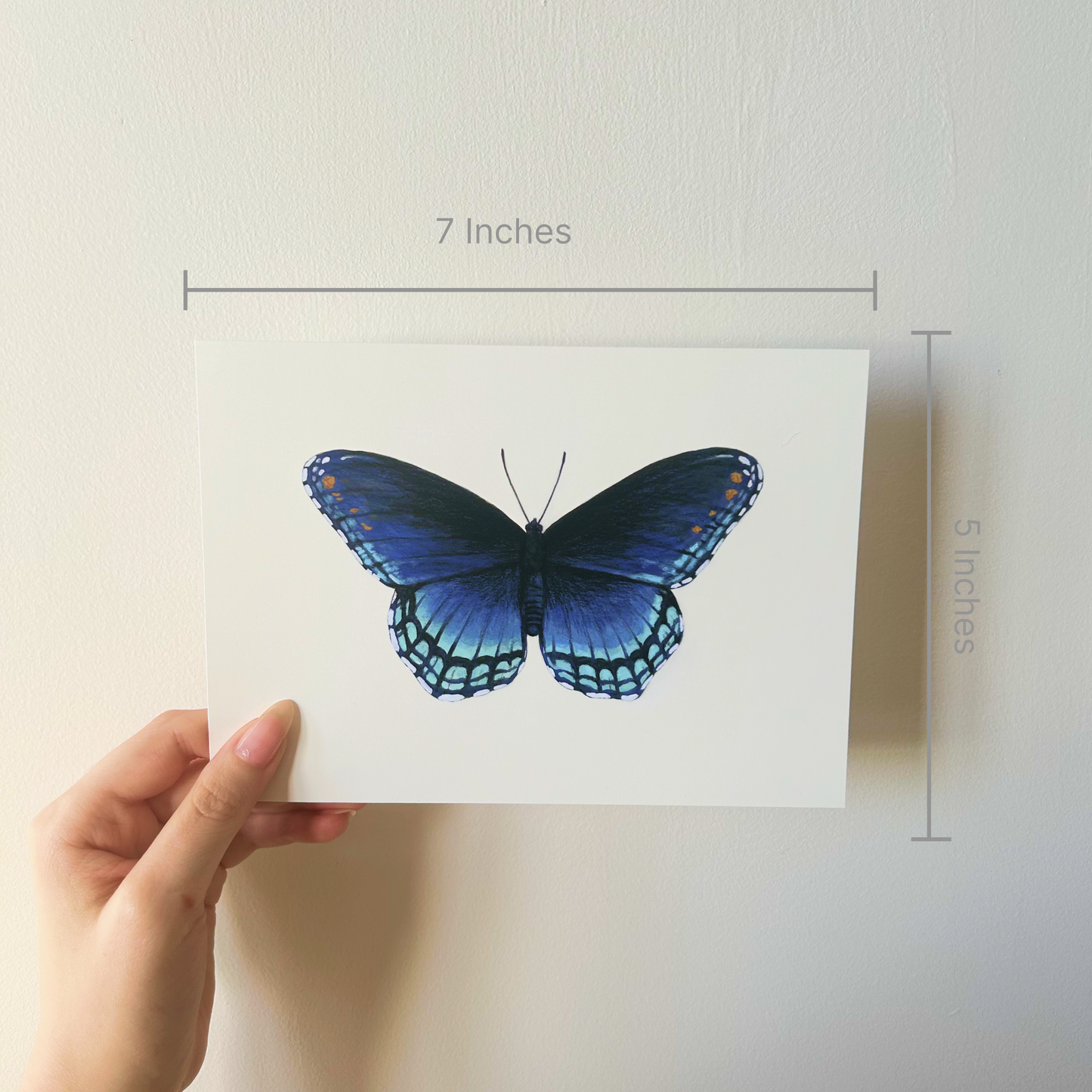 Red-Spotted Purple Butterfly Limenitis Arthemis Mini Art Print 7" x 5"