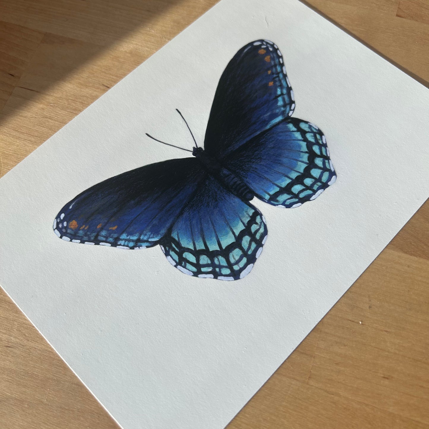 Red-Spotted Purple Butterfly Limenitis Arthemis Mini Art Print 7" x 5"
