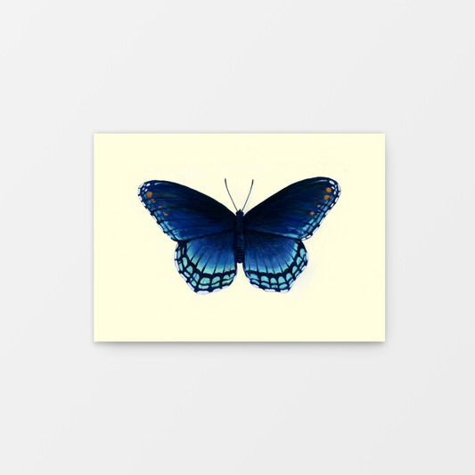 Red-Spotted Purple Butterfly Limenitis Arthemis Mini Art Print 7" x 5"